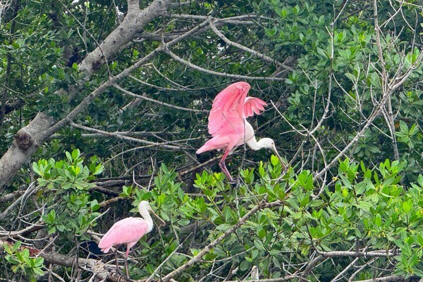 Dos flamencos rosas entre follaje verde y ramas enmarañadas. 3