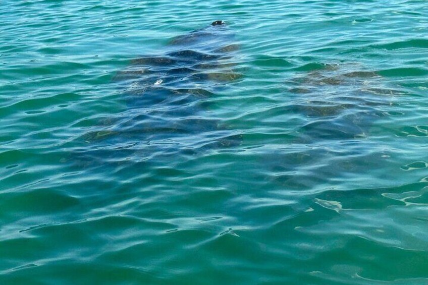 A shark swimming in clear blue water. 3