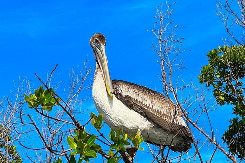 Pelican 2