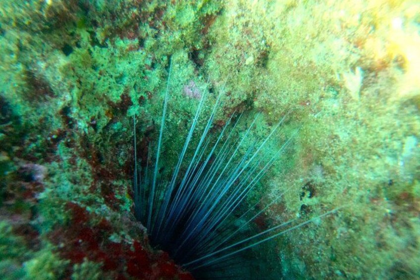 Chania Guided Snorkeling and Boat Excursion 2