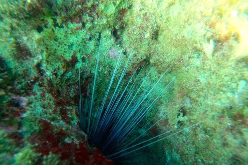 Chania Guided Snorkeling and Boat Excursion 2