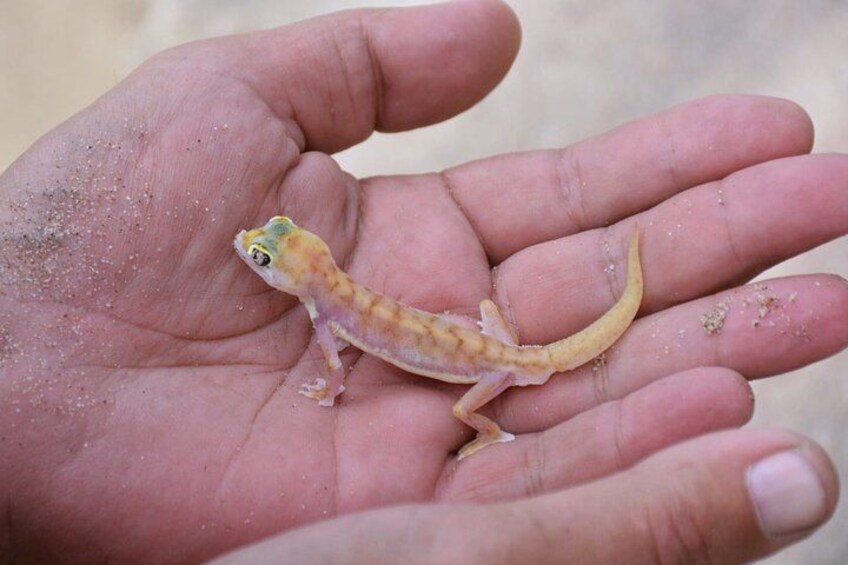 Un petit lézard sur la paume d’une main. 2