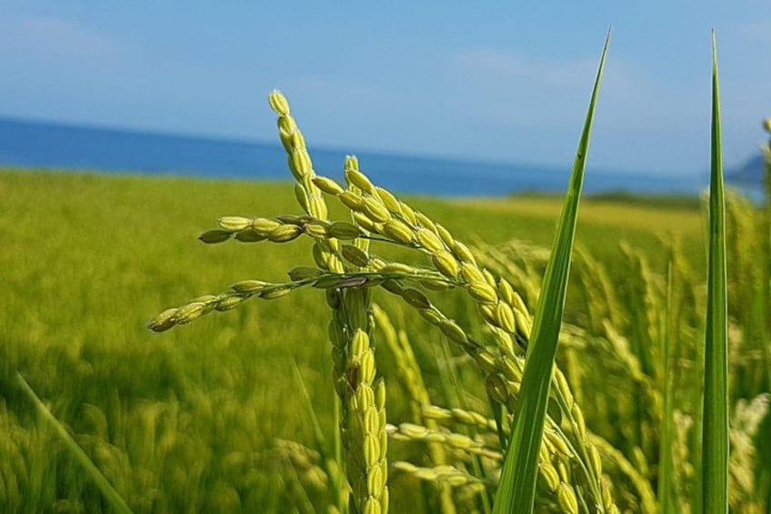 A close-up of a wheat field with a clear sky in the background. 4