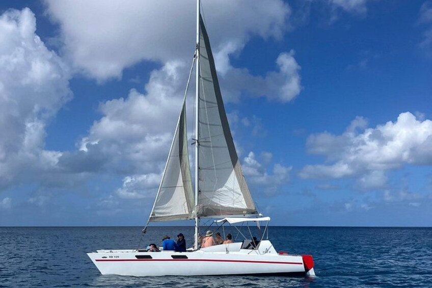 Che’s snorkel catamaran! turtles, photos & pickup (small group) 5