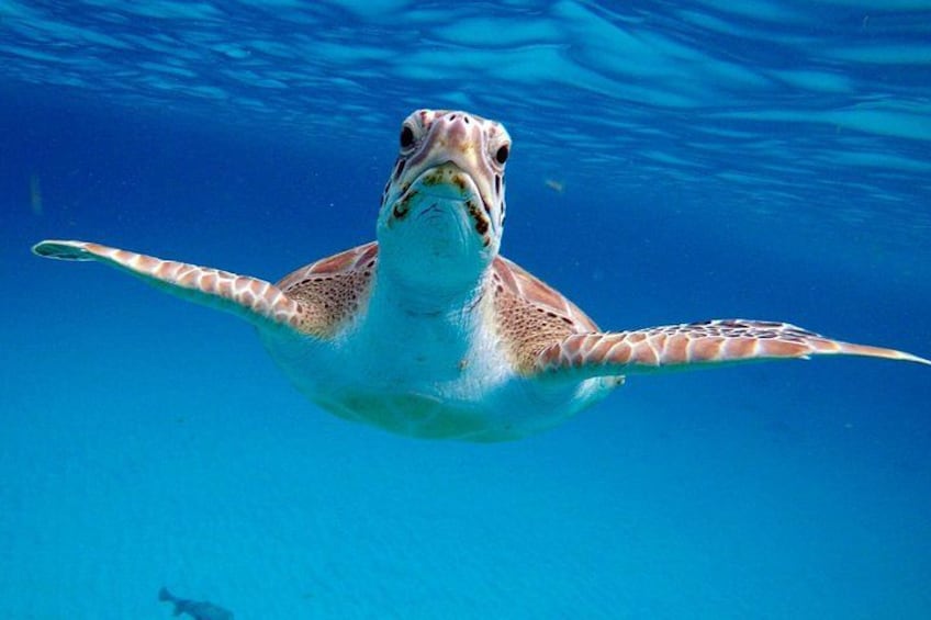 Che’s snorkel catamaran! turtles, photos & pickup (small group) 2