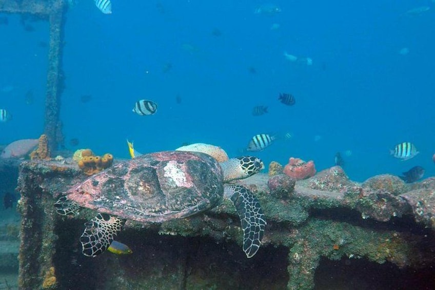 Hawksbill turtle 2