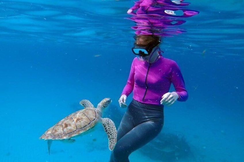 Che’s snorkel catamaran! turtles, wrecks & photos (semi private) 4