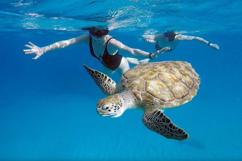 Please note: The turtles will usually get this close most days however it is currently migration season so there are not many turtles around, mostly just juveniles on the bottom. 5