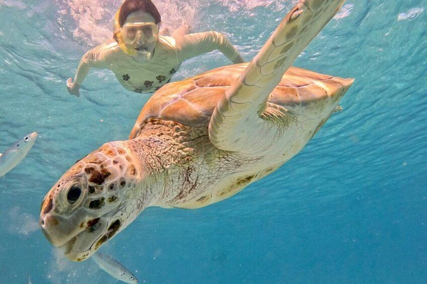 Che’s snorkel catamaran! turtles, photos & pickup (small group) 2