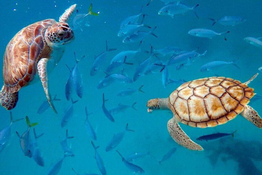 Che’s snorkel catamaran! turtles, photos & pickup (small group) 3
