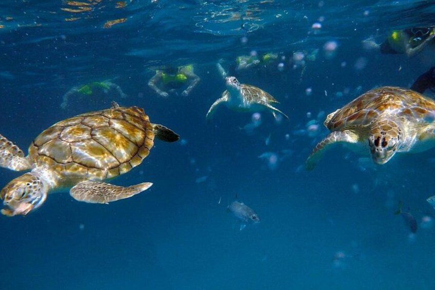 Che’s snorkel catamaran! turtles, photos & pickup (small group) 3