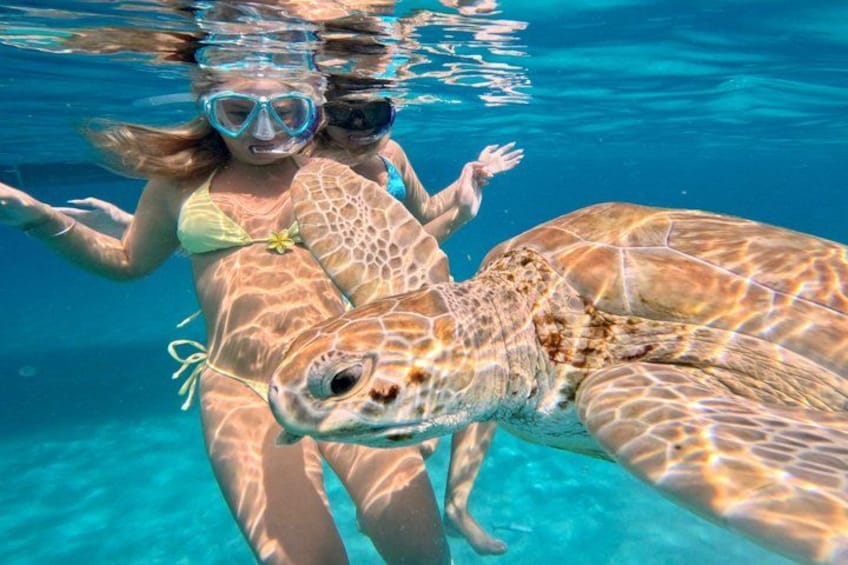 Che’s snorkel catamaran! turtles, wrecks & photos (small group) 3