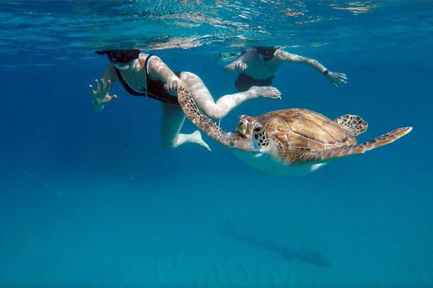 Che’s snorkel catamaran! turtles, photos & pickup (small group) 3