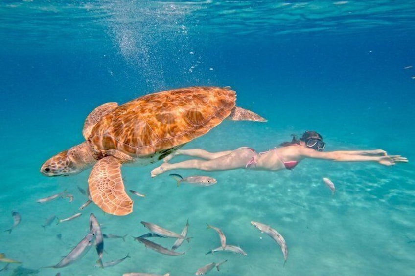 Eine Person schnorchelt mit einer Meeresschildkröte und Fischen in klarem, blauem Wasser. 2