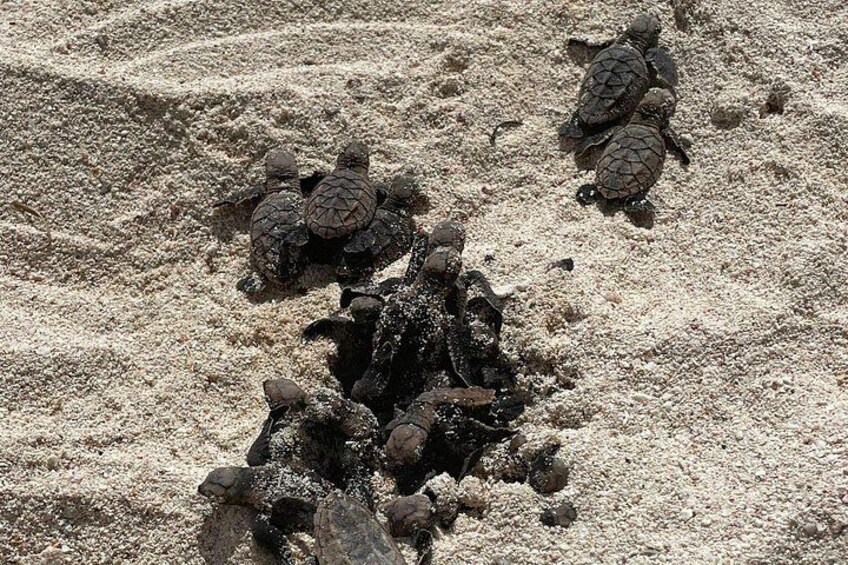 Baby sea turtles hatching on the beach 2