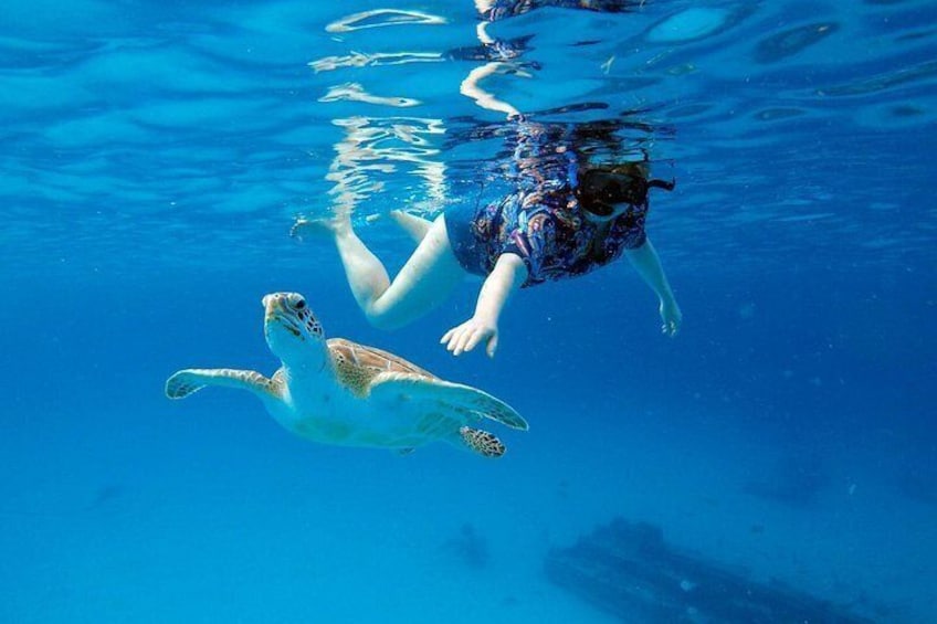 Che’s snorkel catamaran! turtles, wrecks & photos (semi private) 5