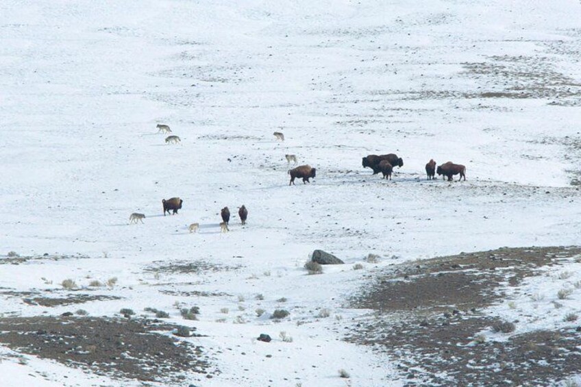 3 Day Guided Wildlife Photography Tour in Yellowstone 4