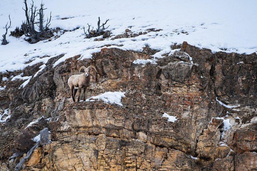 3 Day Guided Wildlife Photography Tour in Yellowstone 3