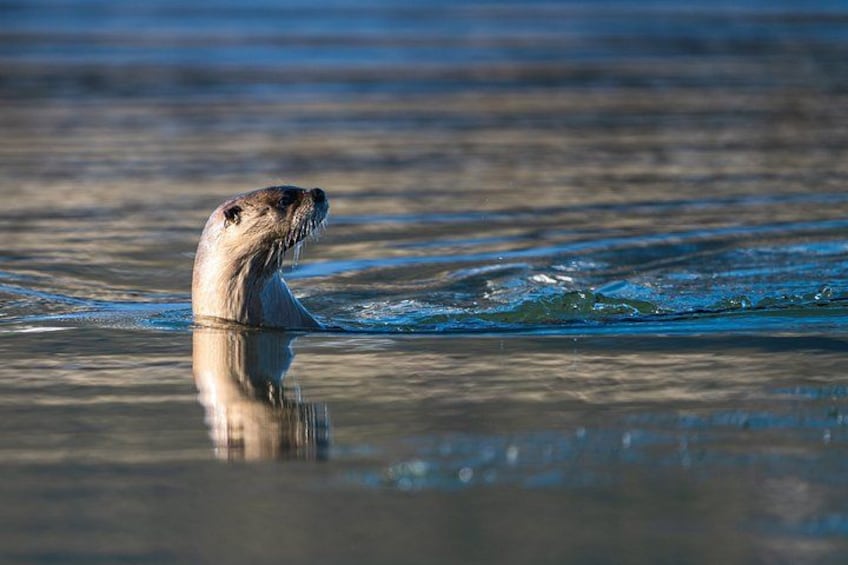 Une loutre, partiellement immergée dans l’eau, est entourée d’ondulations. 1