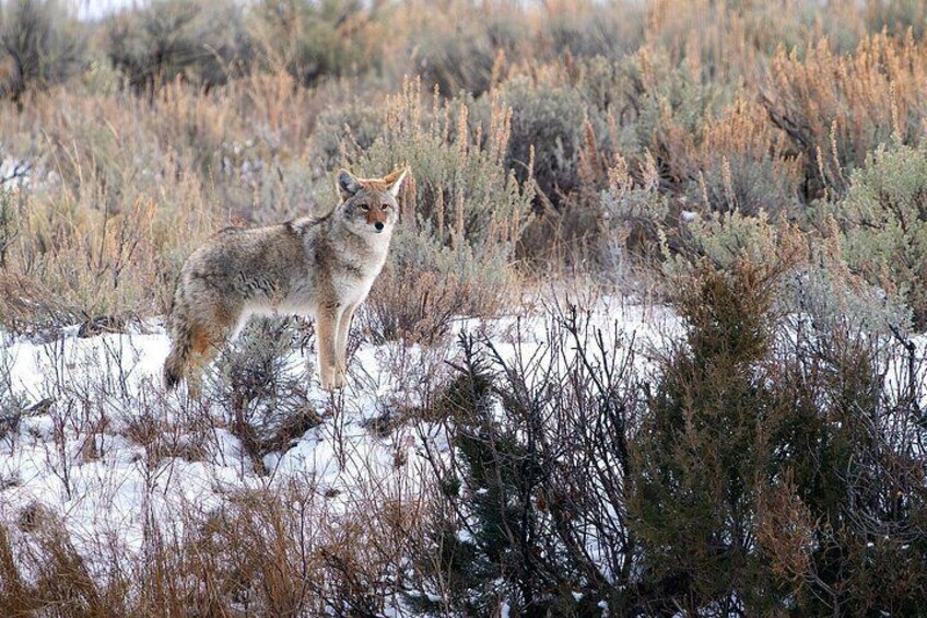 3 Day Guided Wildlife Photography Tour in Yellowstone 5