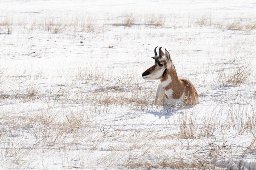 A pronghorn in a snowy field. 3
