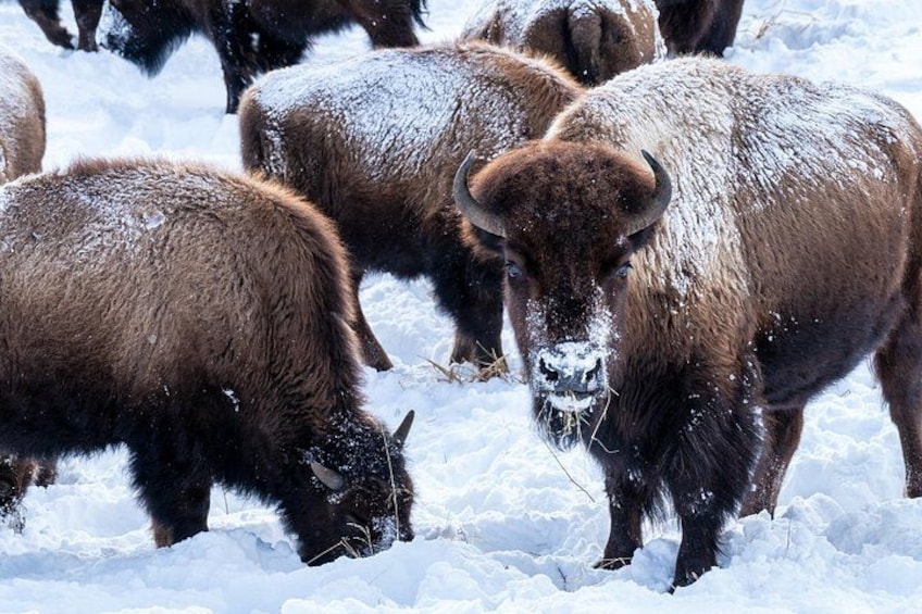 3 Day Guided Wildlife Photography Tour in Yellowstone 5