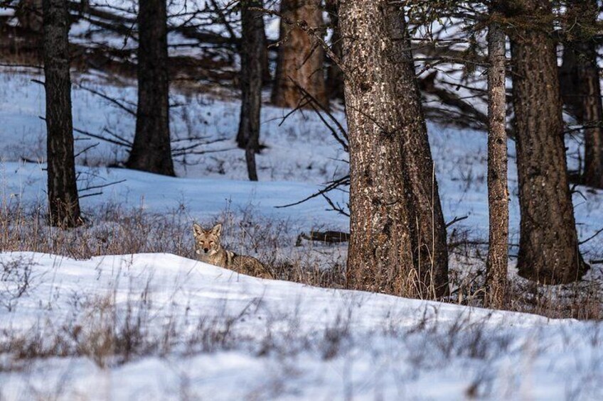 3 Day Guided Wildlife Photography Tour in Yellowstone 4