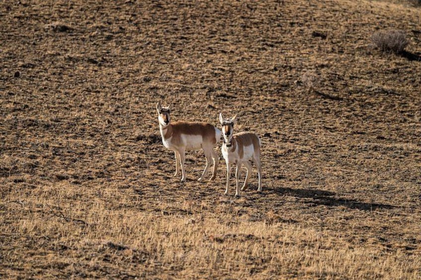 Two antelopes standing in a dry, grassy field. 2