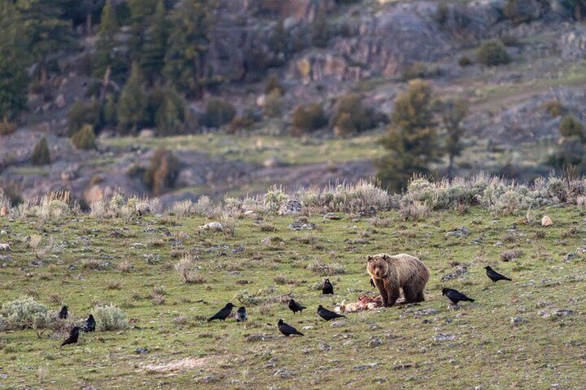 3 Day Guided Wildlife Photography Tour in Yellowstone 3