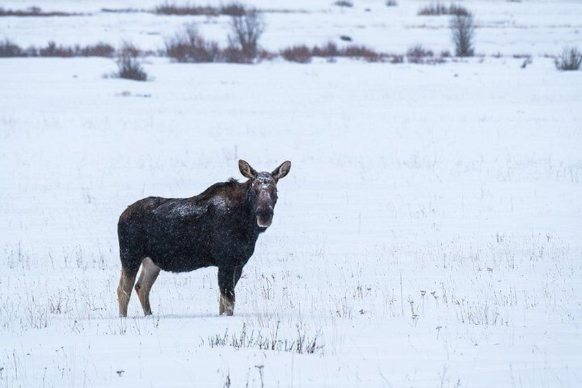 3 Day Guided Wildlife Photography Tour in Yellowstone 2