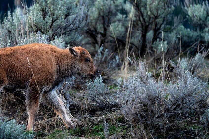 3 Day Guided Wildlife Photography Tour in Yellowstone 2
