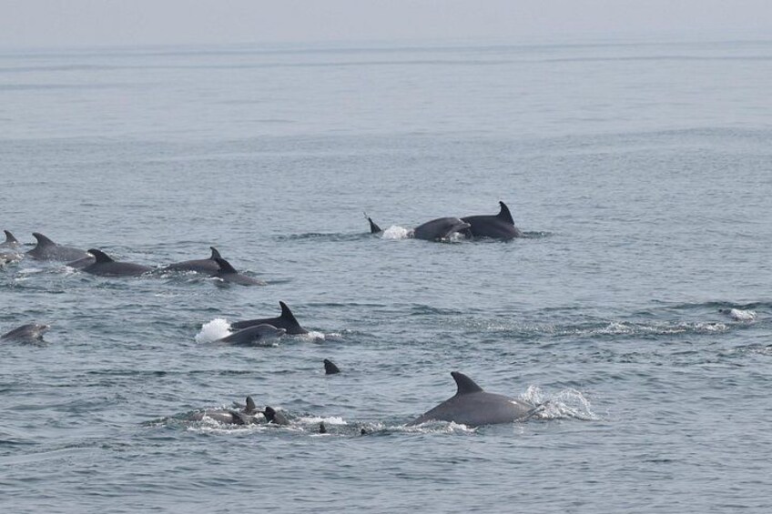 A group of dolphins swimming in the ocean. 2