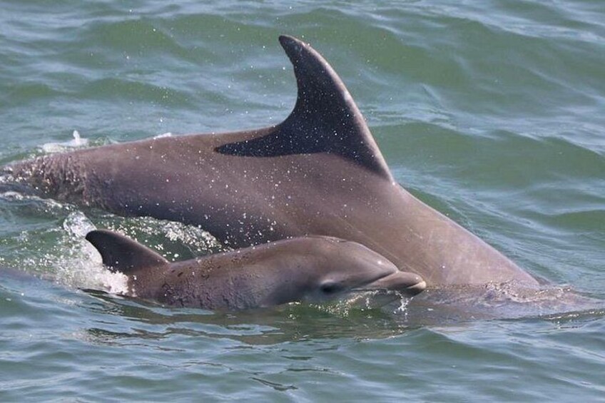Dolphin and Bird Watching Ecotour Cruise 1