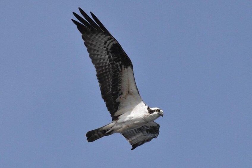 Een roofvogel vliegt tegen een heldere lucht. 2