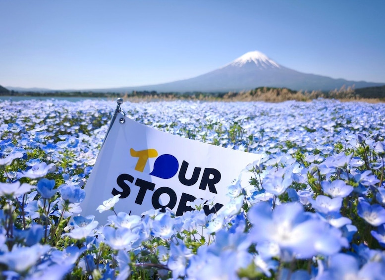 A field of blue flowers with a sign reading 'TOUR STOFW' in front of a mountain. 2