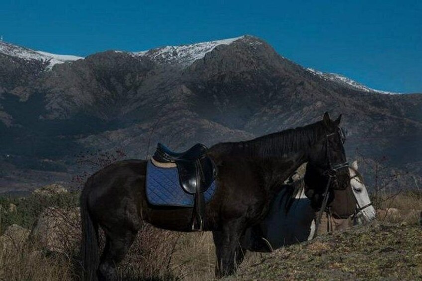 A horse with a saddle and bridle standing in a grassy field with a mountainous backdrop. 4