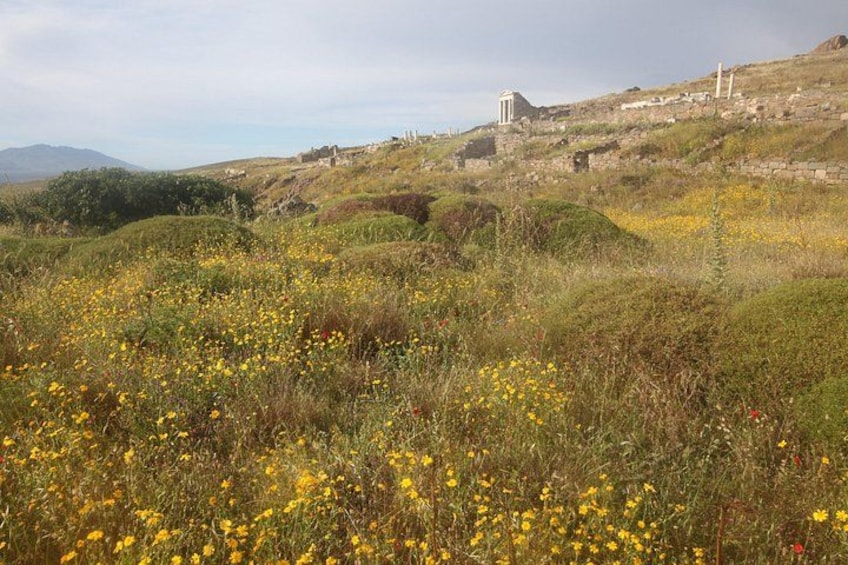 Un campo de flores silvestres amarillas, una colina con ruinas y una cadena montañosa distante. 3