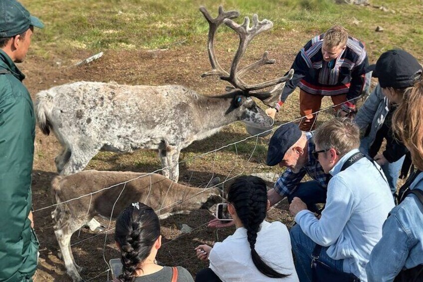 A group of people observing a reindeer with antlers in a fenced outdoor area. 1
