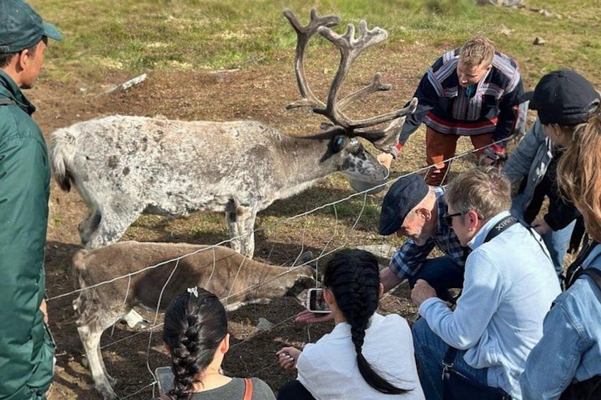 Guided Tour - Meet Reindeer in Hammerfest 1