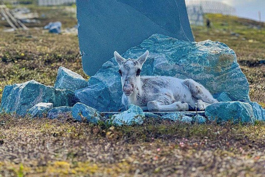 A white animal, possibly a dog, resting on rocks with a blue tarp in a grassy field. 5
