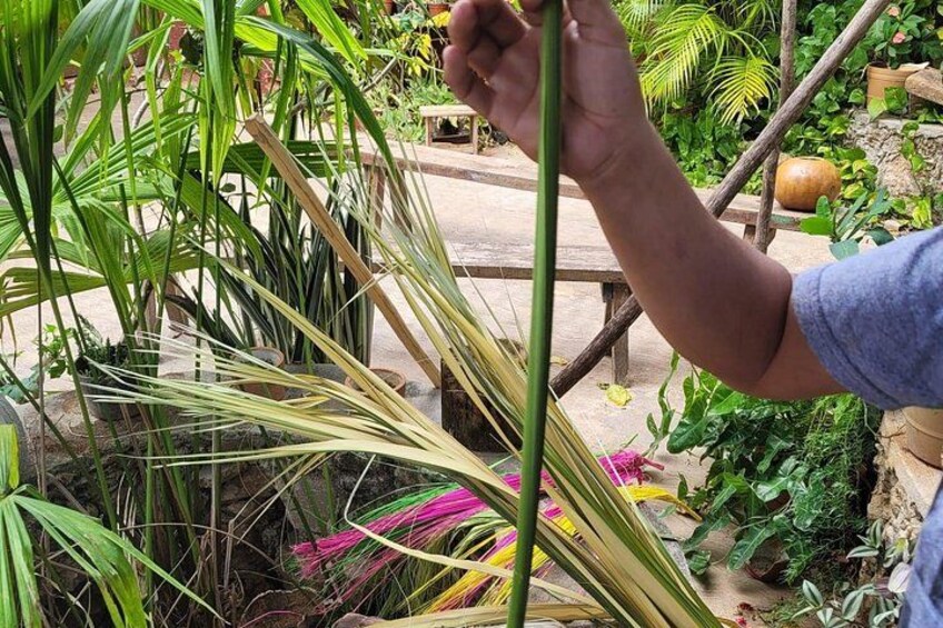 Una persona sostiene un tallo de planta verde, rodeada de diversas plantas verdes y una estructura de madera. 2
