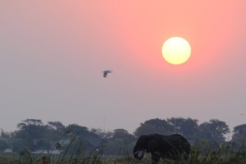 En solnedgång med en fågel som flyger på himlen och en elefant som betar i förgrunden. 5