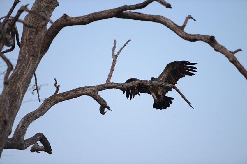 A bird in flight with outstretched wings, a bare tree branch, and a clear sky. 3
