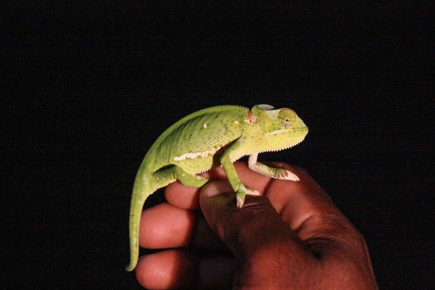Picture 3 for Activity From St Lucia: iSimangaliso Wetland Park Night Drive Safari