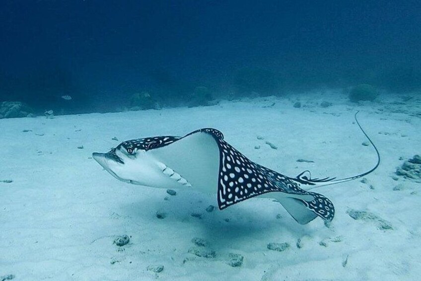 eagle ray 5