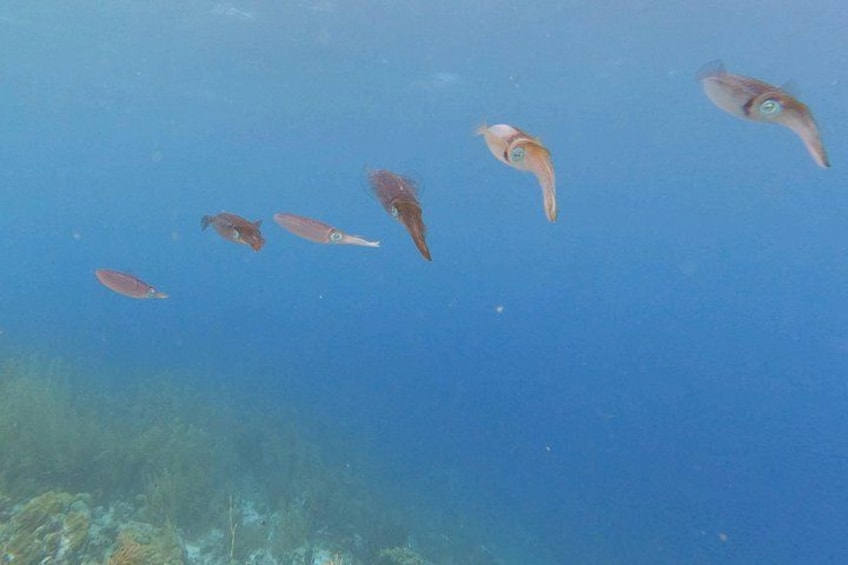 caribbean reef squid 4