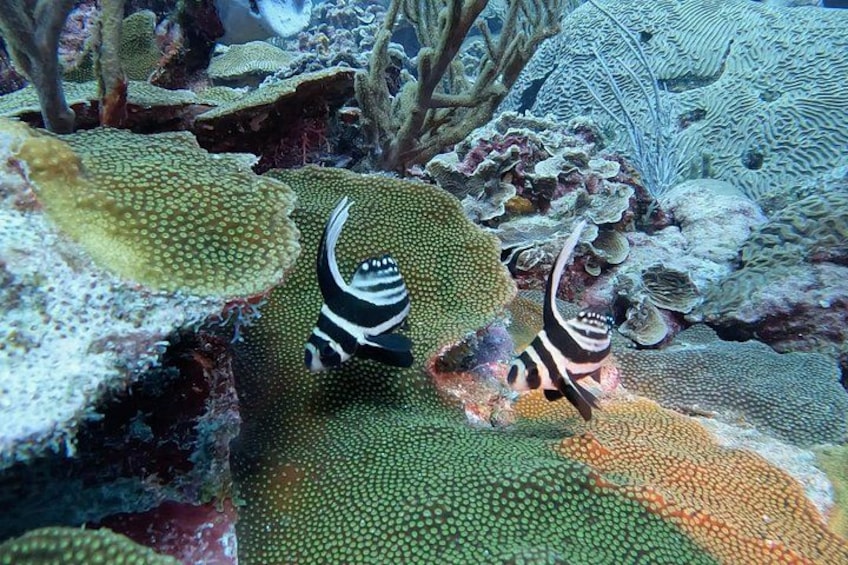 juvinile drumfish 1