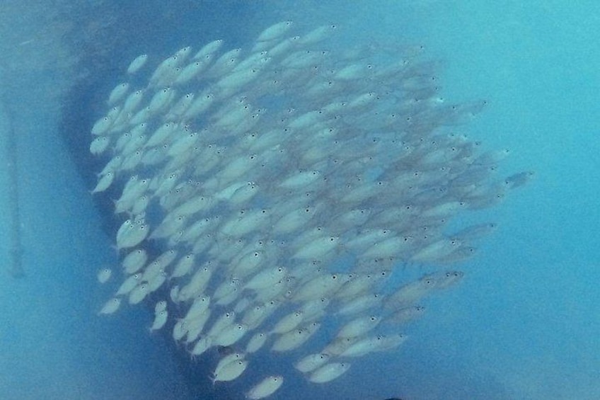 school of fish 2