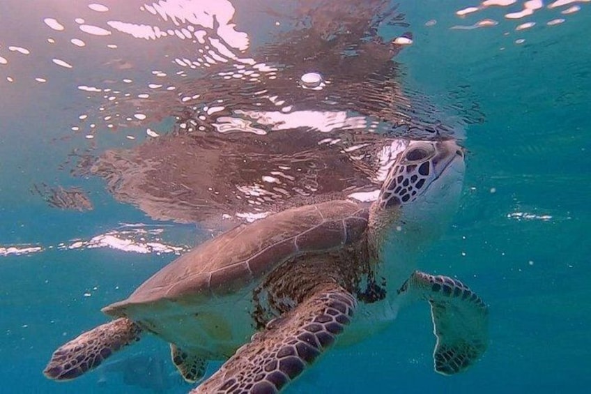 green turtle 3