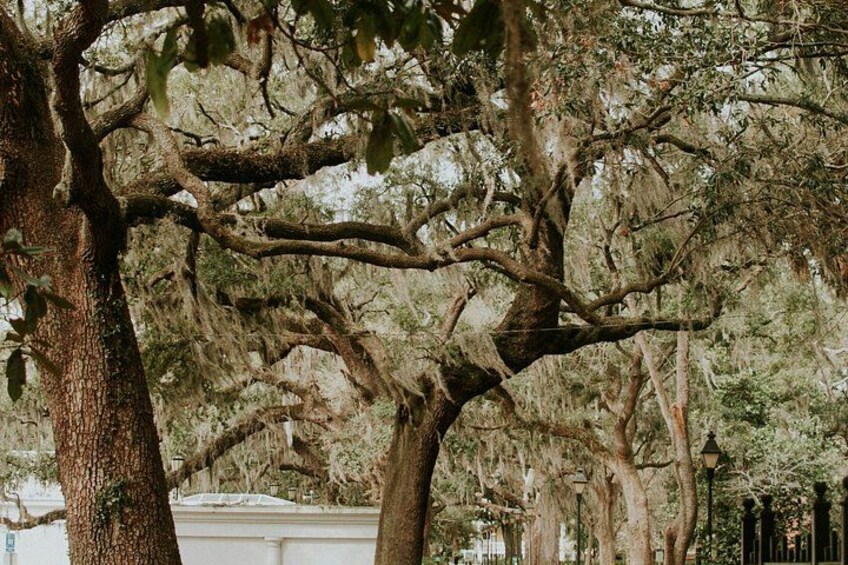 Savannah Historical Guided Open-Air Minibus Cruiser- Free Parking 5